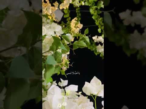 لو قلت روحي فداك لوجتني ارعى خطاك