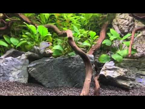 Video di presentazione del canale: Il mio acquario - YouTube