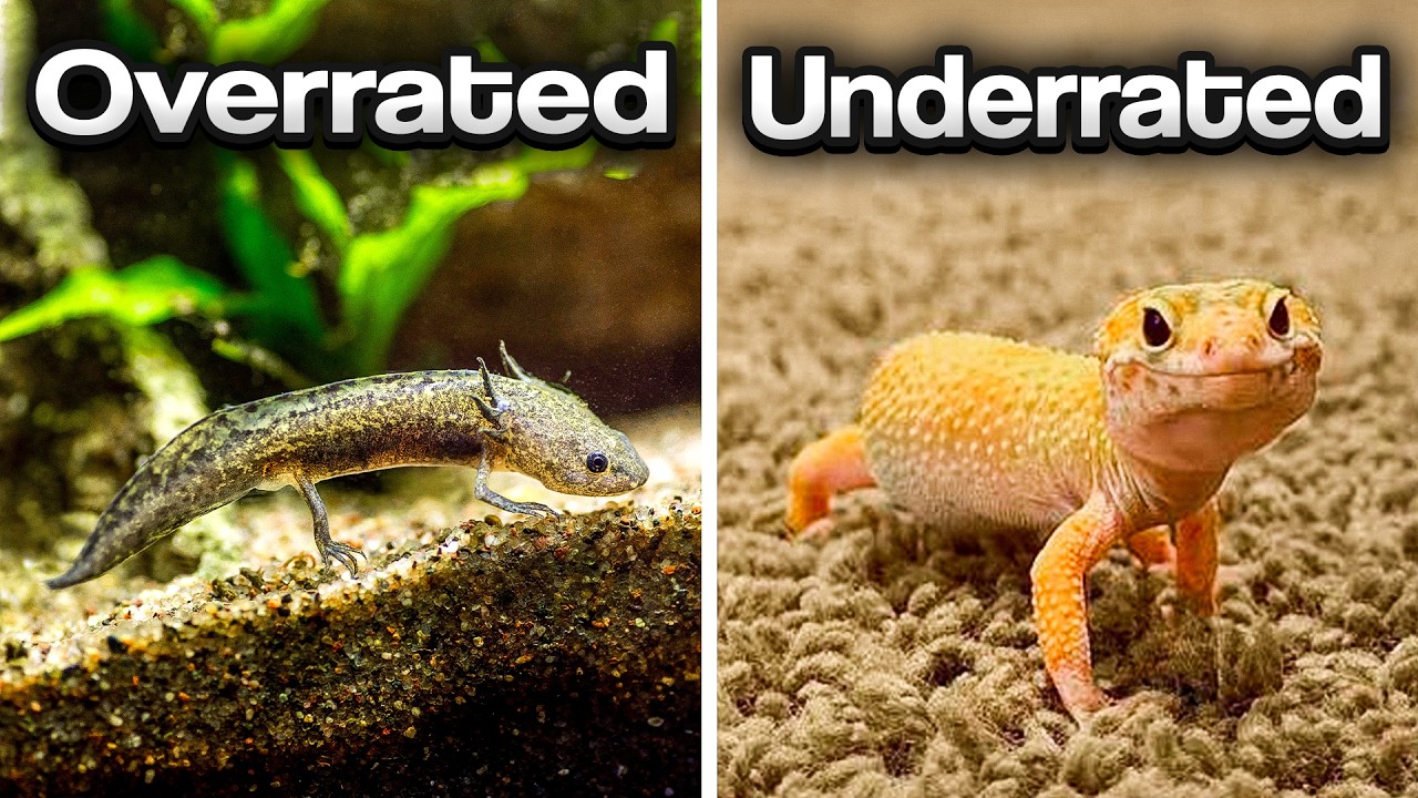 The Most OVERRATED and UNDERRATED Pet Reptiles