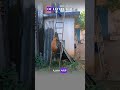 شاهد رجل يثير تفاعل ا واسع ا بعد نشره مقطع ا لكلبة صغيرة تتسل ق Youtubeshorts Funny Shorts 