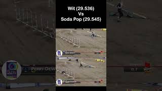 Wit Vs Soda Pop at the 2024 AKC National Agility Championship by Bad Dog Agility 1,173 views 2 months ago 1 minute, 4 seconds