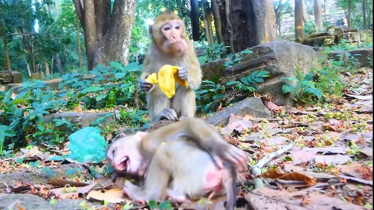 OMG tearing out Carlo is upset friends oh so sad baby monkey my brother is trying help now