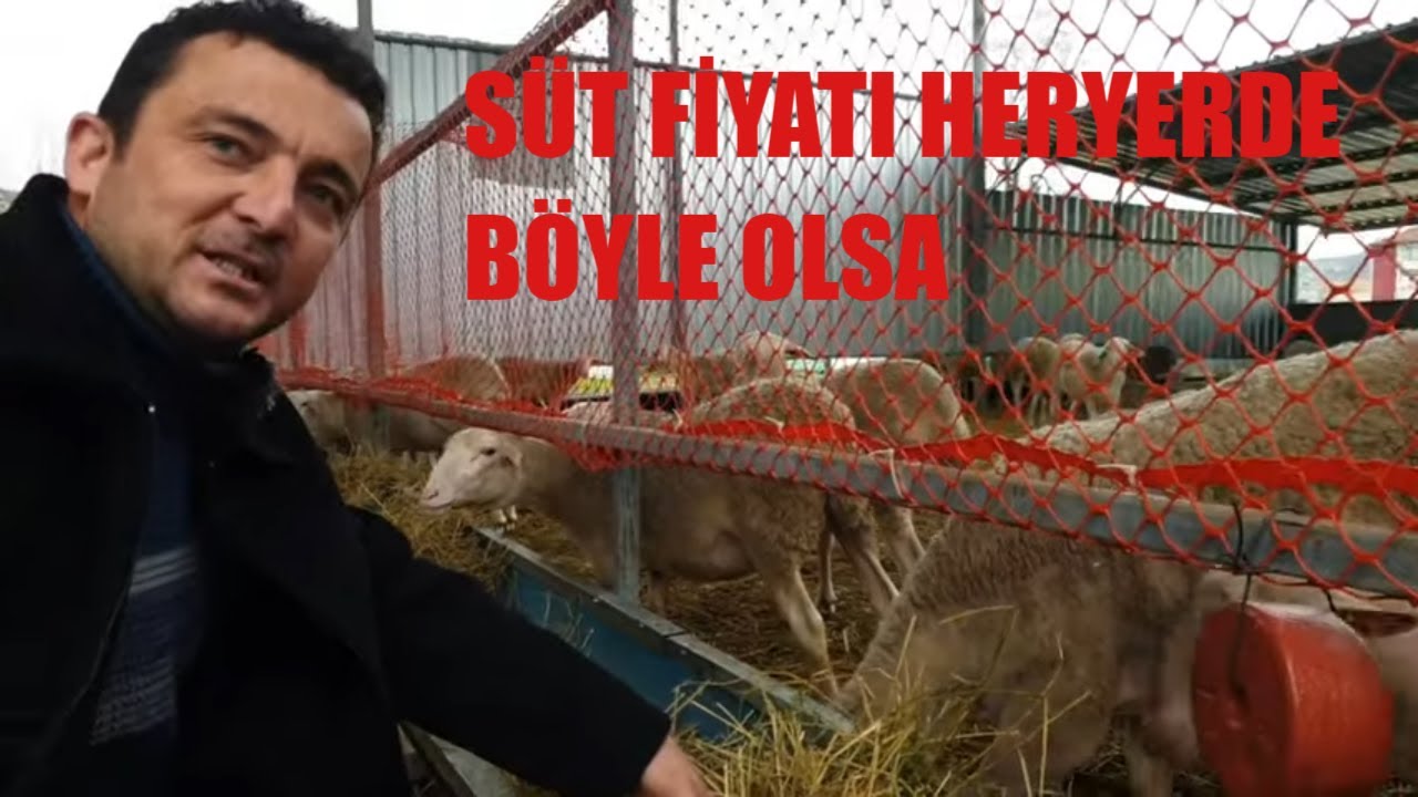 KOYUN SÜTÜNÜN FİYATINA İNANAMAYACAKSINIZ! | KOYUN SÜTÜNE RAĞBET ARTIYOR | LACAUNE KANDIRA'DA