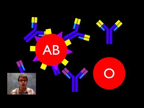 Video: Hvilken blodtype udtrykker rh-faktoren?