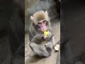 ニホンザルのモン吉君の特技!?#shorts #ニホンザル #猿