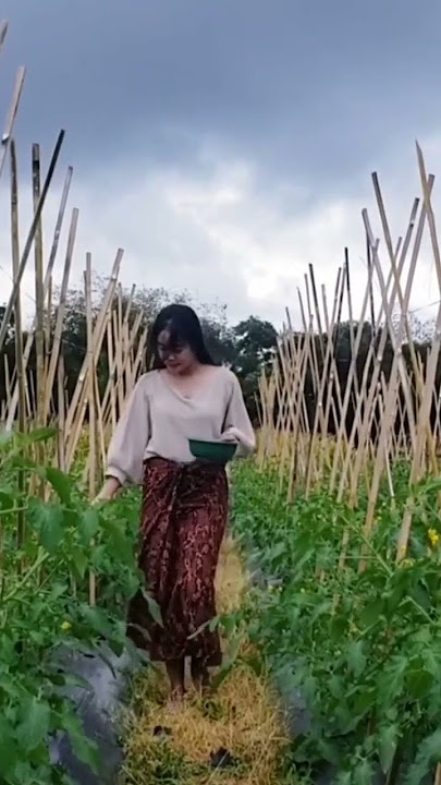 Neng ismi gadis desa mirip korea sedang panen cabe rawit #gadisdesasunda #gadisdesasederhana #gadis