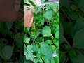 Pepper Plant Update October 3, 2021