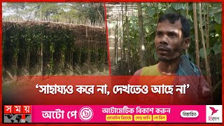 শীতে পানের বরজে ছত্রাকের আক্রমণে চিন্তিত কৃষক! | Pirojpur Betel | Fungal Attack | Somoy TV screenshot 4