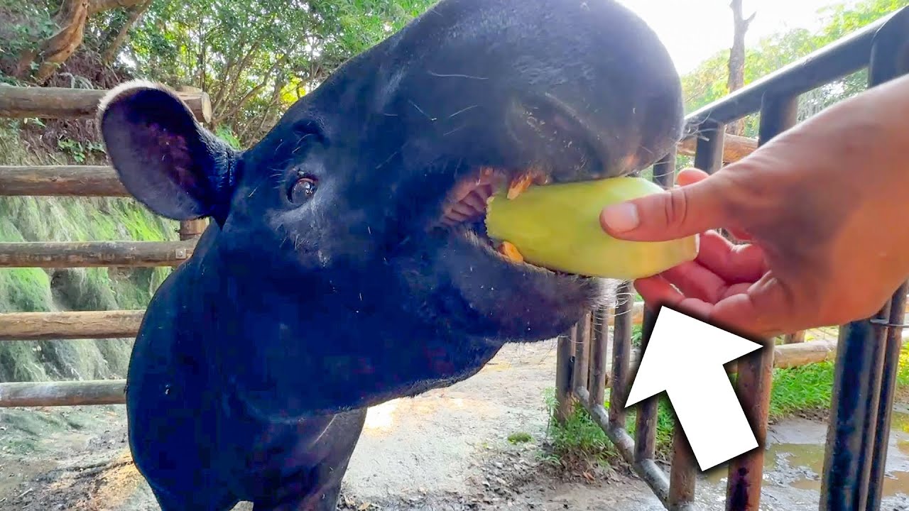 マレーバクにかかればコーンなんて一瞬で粉砕できます【とうもろこし】