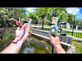 Exploring Urban Ponds In South Florida (Exotic Fish)
