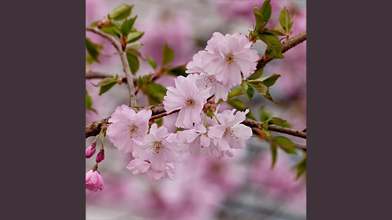 Southshire Fortification