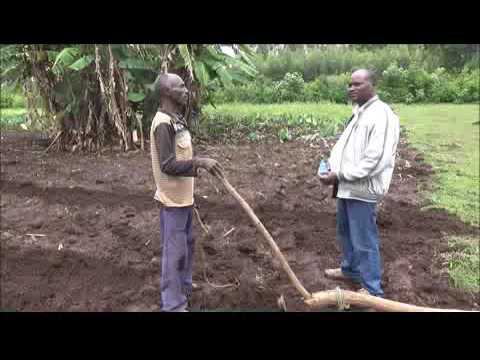 Boloso Sore Wheat Land Preparation Mpeg4 