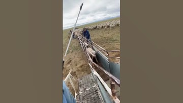 Loading lambs, Bakersfield