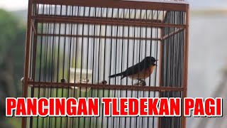 Suara Burung Tledekan Pagi Hari, Pancingan Binbin Gunung Biar Gacor