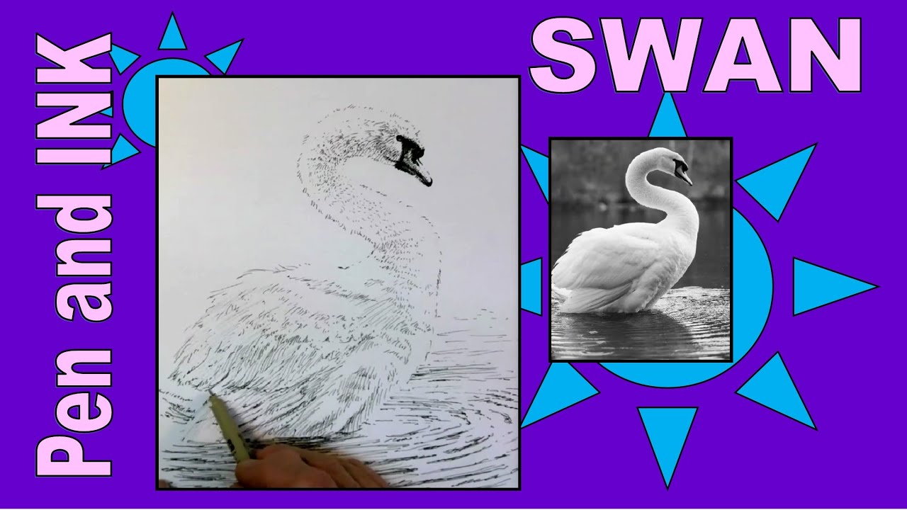 Swan Ink Drawing How to Draw a Swan in a Pond, Pen and Ink for Beginners - YouTube