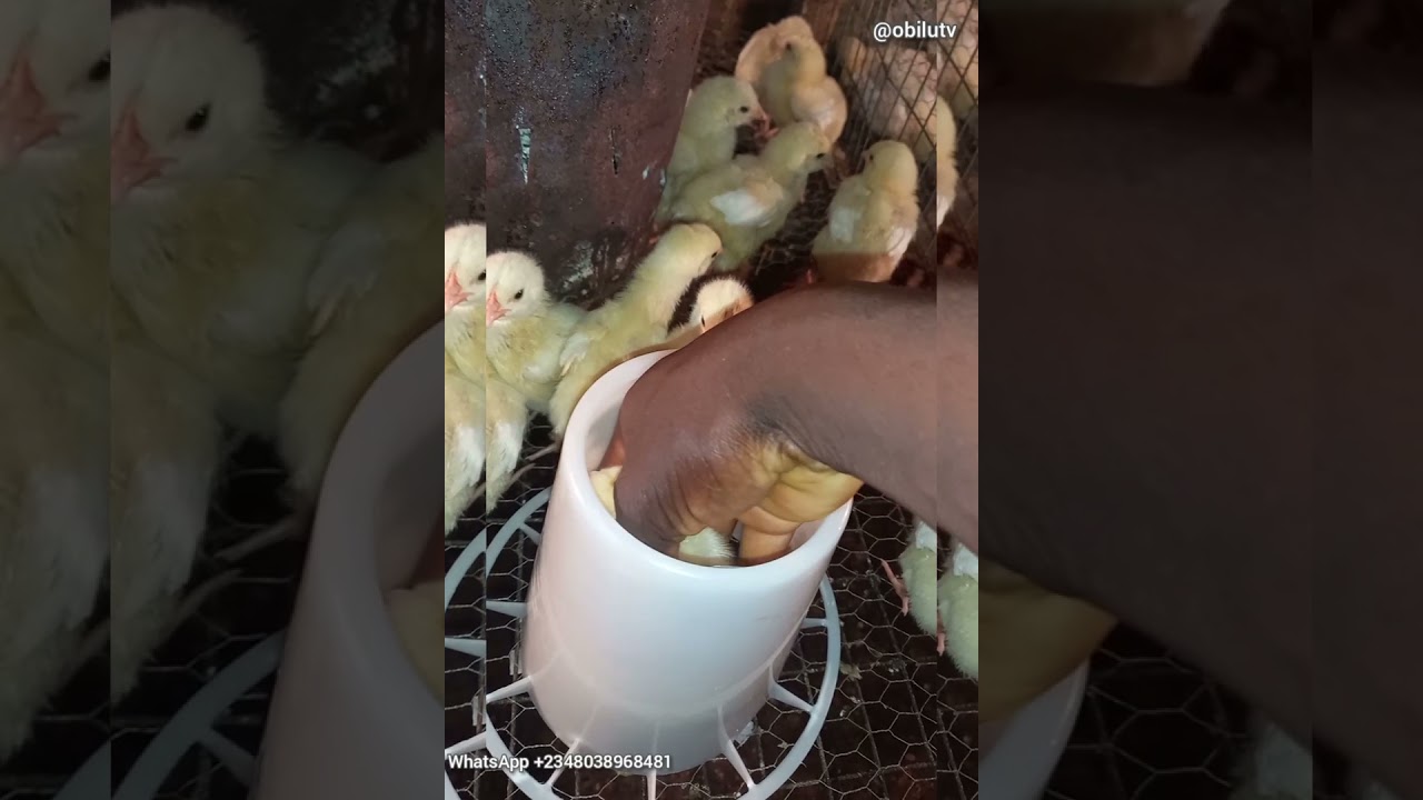 QUICK ORGANIC REMEDY FOR GASPING CHICKENS // CRD OR NOT