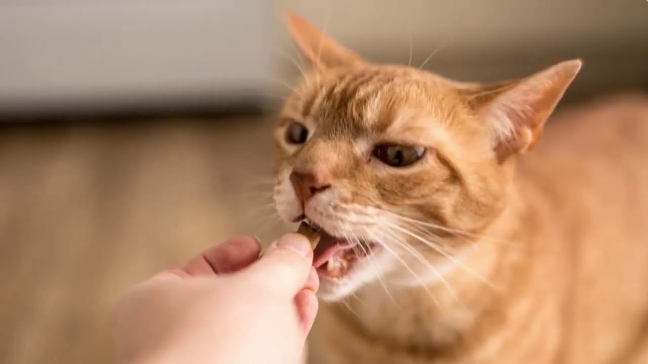 Why Is My Cat Not Eating? YouTube