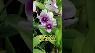 Dendrobium Putri Bali, anggrek silangan  dendro striaenopsis x violaceoflavens #orchid #flowers