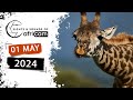 Sights and Sounds of Africam - 01 May 2024