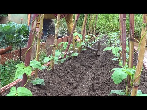 Video: Cuidado y cosecha de las judías adzuki: consejos sobre cómo cultivar judías adzuki