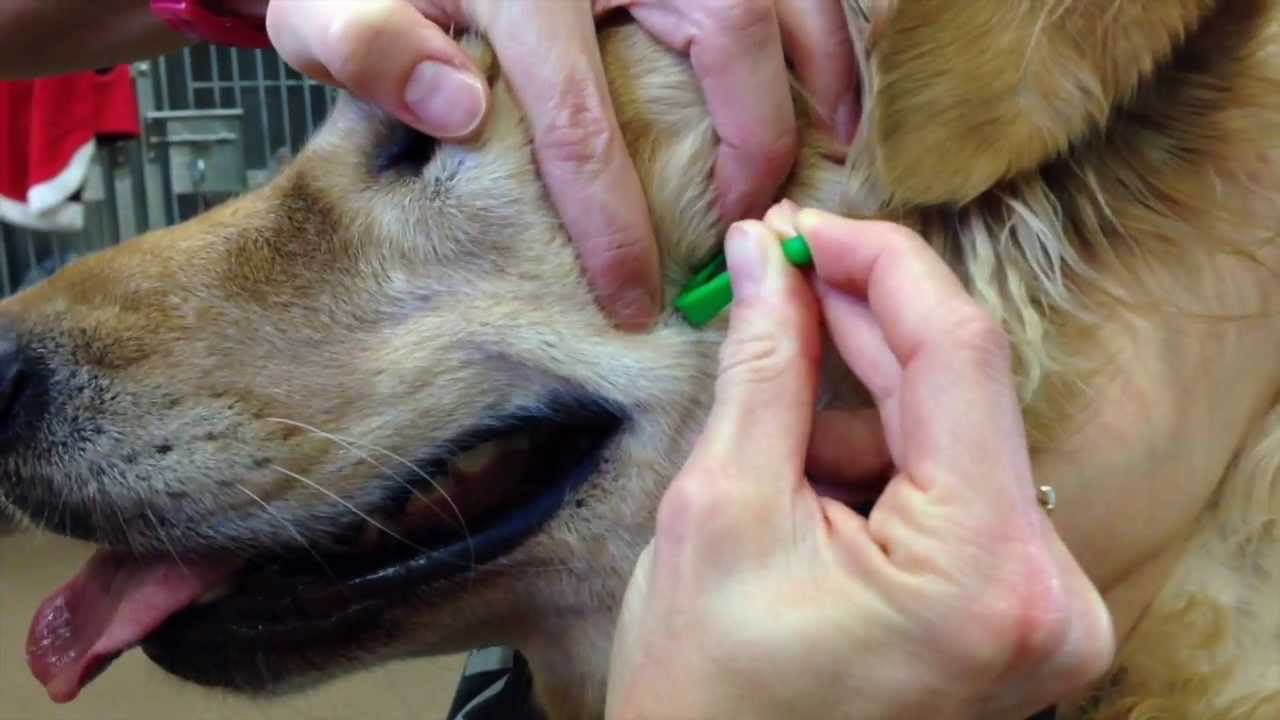 How to Remove Ticks From Your Pets YouTube