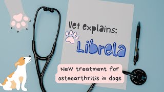 Vet Explains Librela - A New Treatment Option for Your Dog’s Arthritis | Ask a Vet