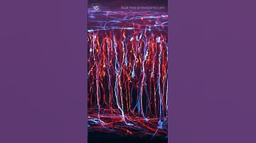 Watch neurons develop in the central nervous system⚡️⏳️🥇⁠