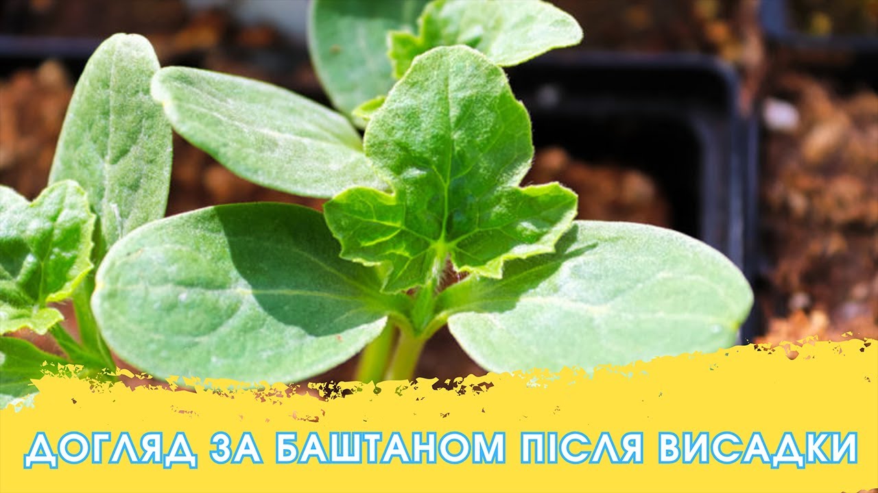 Догляд за баштаном після висадки