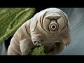 Phylum Tardigrada: Water Bears and Moss Piglets