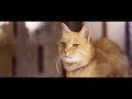 【YKK AP公式】窓と猫の物語 「幼なじみ」篇 60秒 Story of a window and a cat "childhood friend"