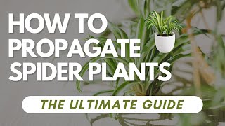 How To Propagate Spider Plants - The Ultimate Guide How To Propagate Spider Plants The Correct Way Best 3 Ways To Propagate Spider Plantlets