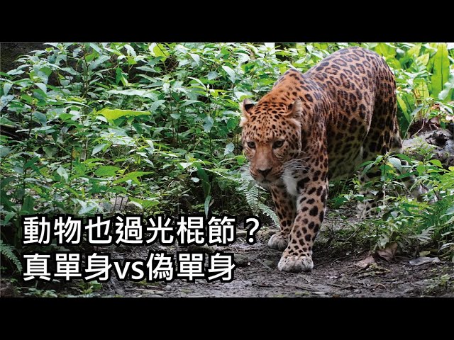 動物也過光棍節 真單身vs偽單身 Youtube