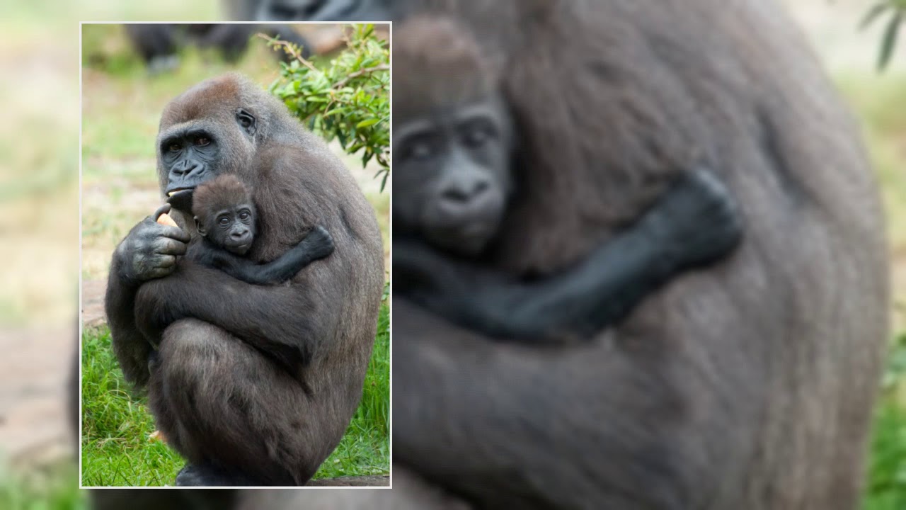 Fun Gorilla Facts for Kids Interesting facts YouTube