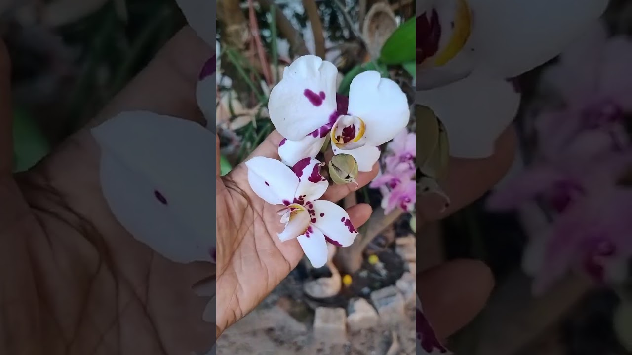 Um tour pelas meninas estão com flores e folhagem lindas 