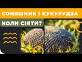 КОЛИ сіяти соняшник і кукурудзу?