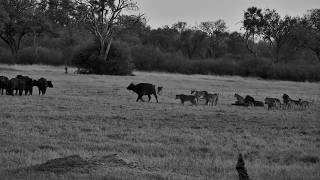 Lions Hunt Buffalo... Then the Entire Herd Turns Around!