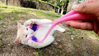 美顔ローラーマッサージを断固拒否するミルクティー猫