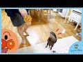 Otter Bingo’s da...
動画時間:4:21sec.
|
![幼児のおもちゃアンパンマンボールでカワウソビンゴと遊ぶだけ Otter Bingo get an Adnpanman baby toy