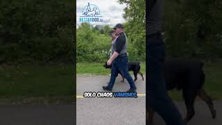 Betterdog Ottawa Pack Walk Anthem Calm Dog Training In Action