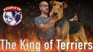 corte de pelo airedale terrier