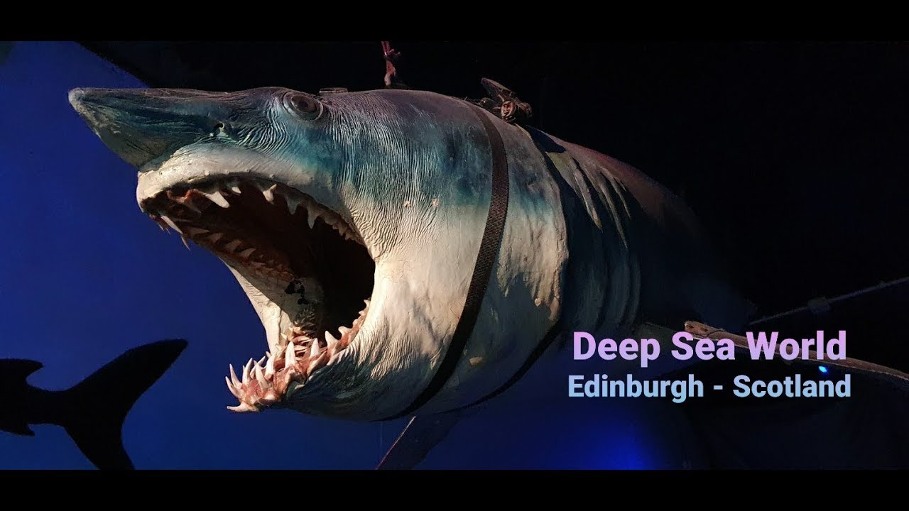 Deep Sea World Edinburgh YouTube