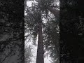 #snowfall #snow