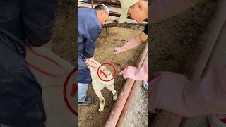The Secret Behind This Numbers on Animals