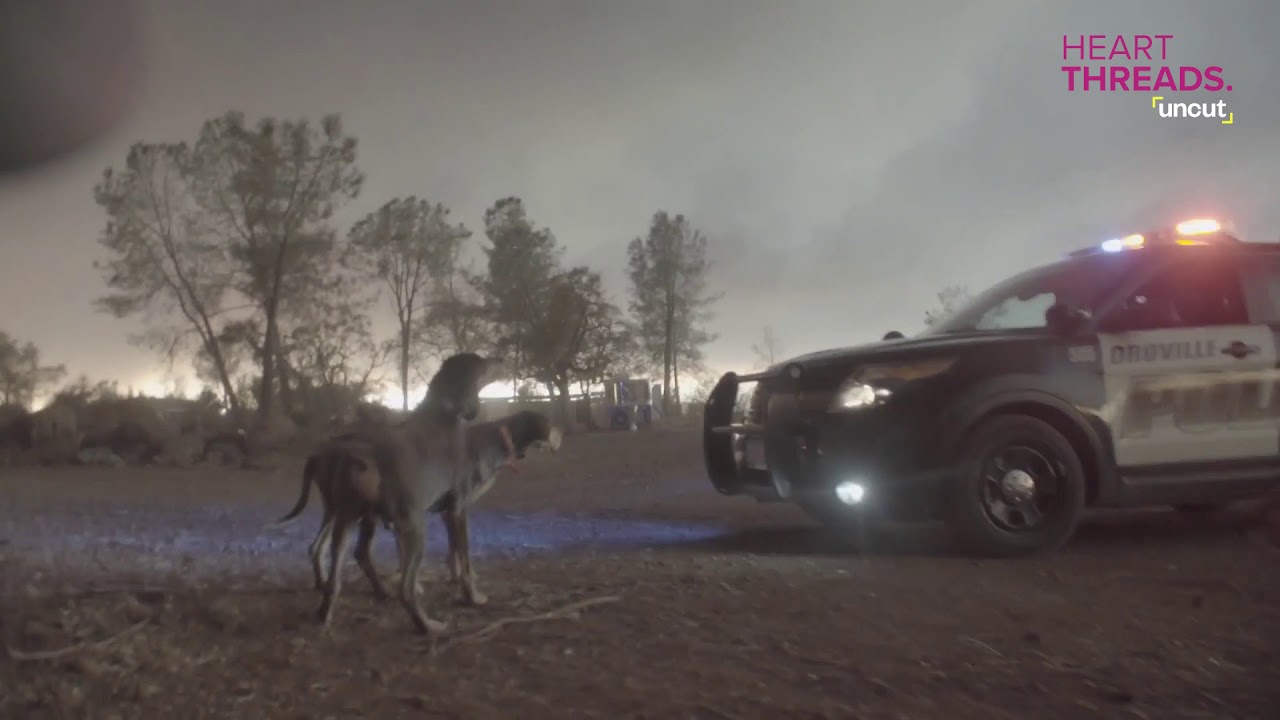 Raw video: Journalists rescue trapped dogs from Camp Fire | California ...
