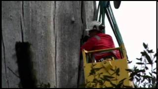 Hazard Trees - Forze Explosives Services Tasmania, Australia