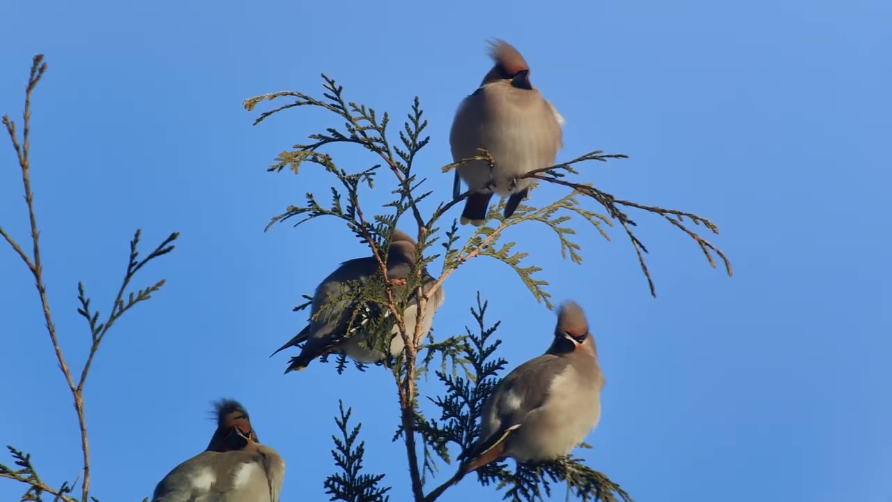 Tilhi (Bombycilla garrulus)