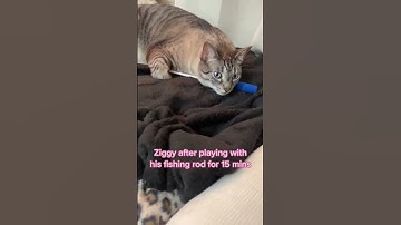 A very lazy cat 🐱 #catvideos #cats #shorts #catshorts