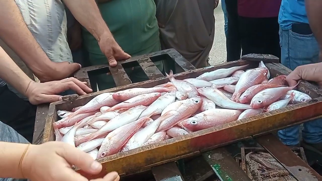 حلقه اسماك المعديه السيد ابو فريده 01285883615