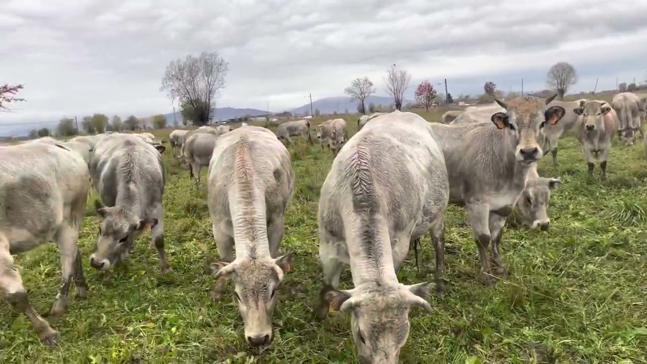 #transumanza vacche piemontesi si va in stalla x l’inverno