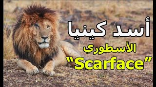 سكارفيس أقوى وأشهر أسد في التاريخ الحديث لمحمية ماساي مارا الكينية- Scarface the lion king